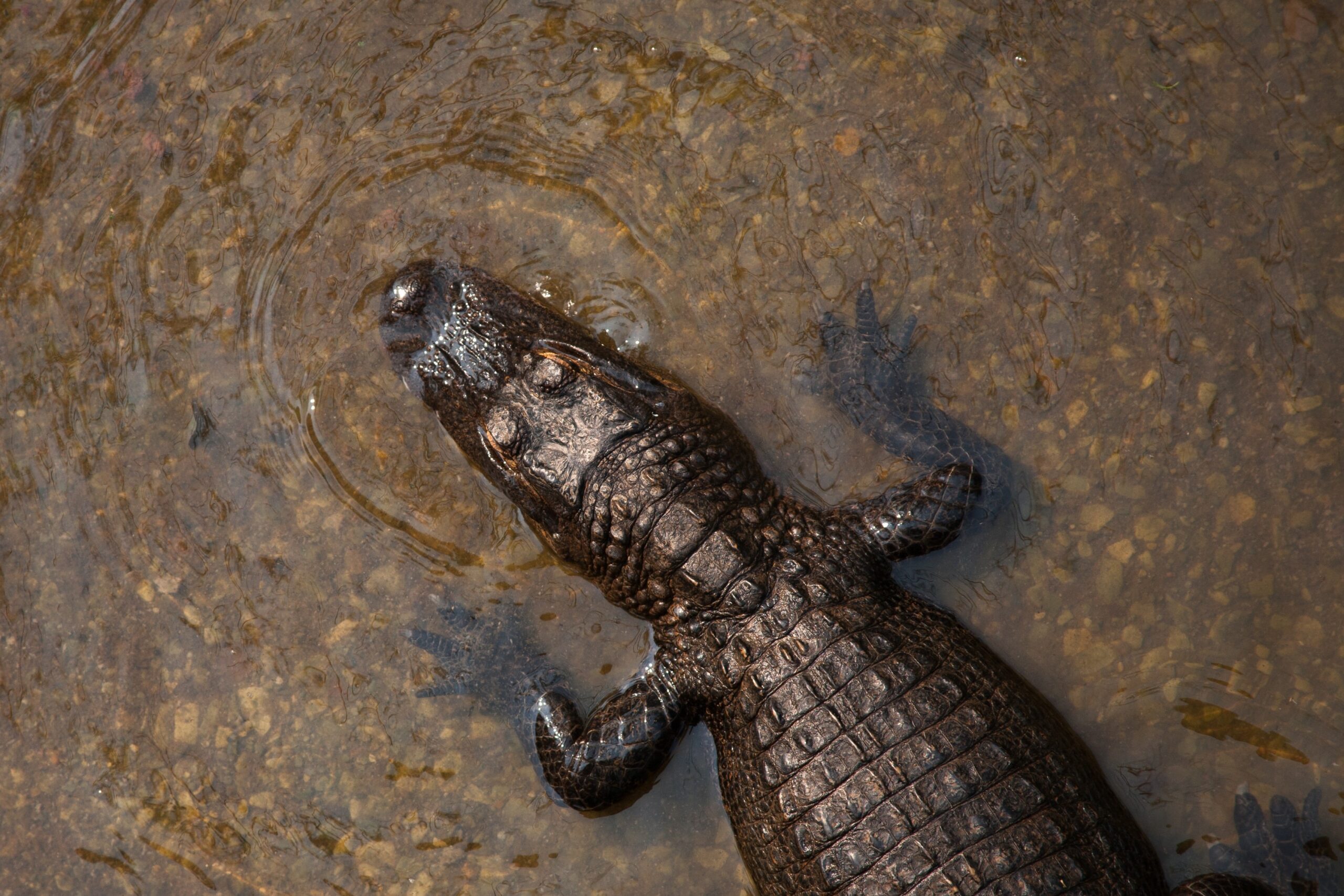 an alligator waits in shallow water